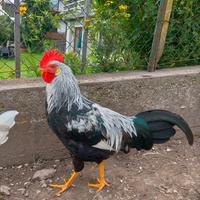 Gallo Livornese collo argento