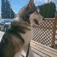 Husky malamute