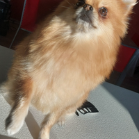 Spitz tedesco femmina