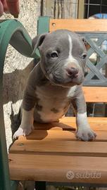 American bully