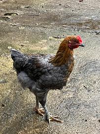 Gallo