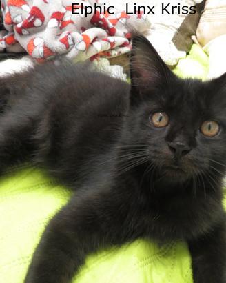 Cuccioli Maine Coon alta genealogia disponibili