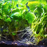 Piante acquario Anubias