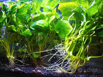 Piante acquario Anubias