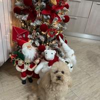 Barboncino toy per monta