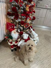 Barboncino toy per monta