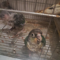 Pappagalli allevati a mano