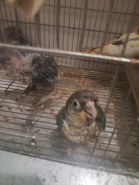 Pappagalli allevati a mano