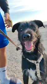 Adottasi Schnauzer/lupetto mix di 11 mesi