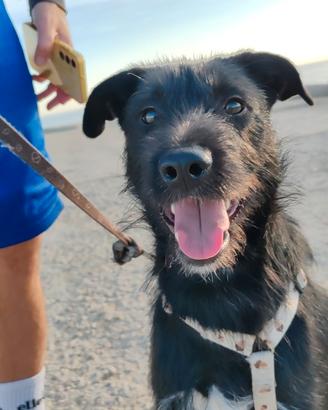 Adottasi Schnauzer/lupetto mix di 11 mesi