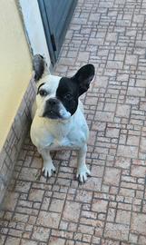 Bulldog francese