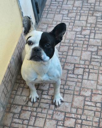 Bulldog francese