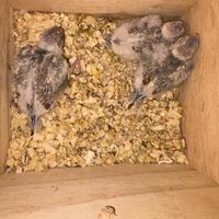 Parrocchetti del groppone pulli