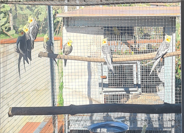 Pappagallo calopsite in blocco