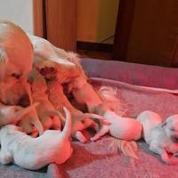 Cuccioli di Golden Retriever con pedigree