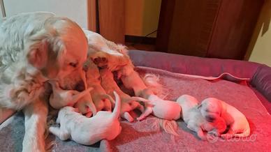 Cuccioli di Golden Retriever con pedigree