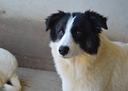 ghazala-der-border-collie-1-anno