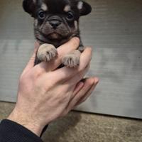 Cuccioli di chihuahua Toy