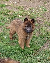 Pastori belga cuccioli tervueren fulvi