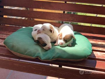 Cuccioli di jack russel