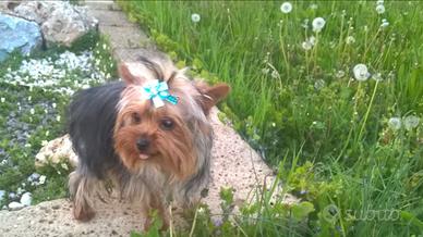Yorkshire terrier