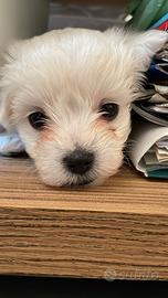 Cucciolo di maltese
