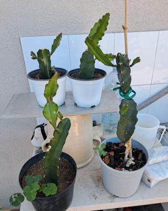 Piante pitaya frutto del dragone