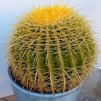 Pianta cuscino della suocera 