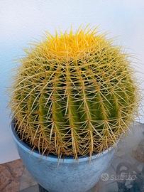 Pianta cuscino della suocera 