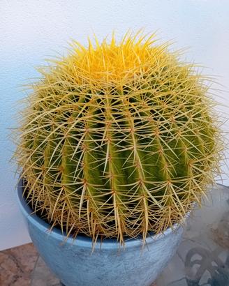 Pianta cuscino della suocera 