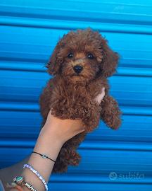 Barboncina mini toy red brown