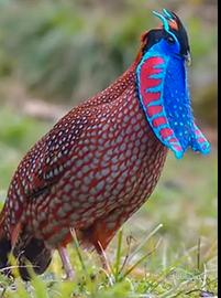 Tragopan