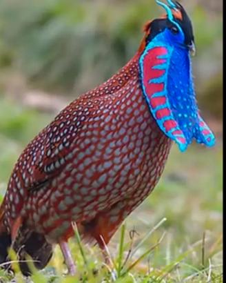 Tragopan