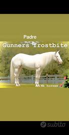 Paint horse