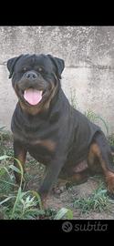 Rottweiler