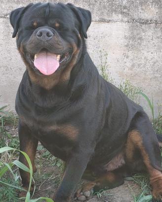 Rottweiler