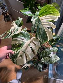 monstera albo variegata half moon