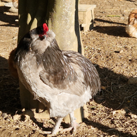Gallo araucana blu