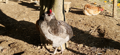 Gallo araucana blu