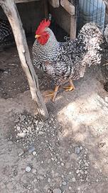 Gallo. puro  AMROCK 