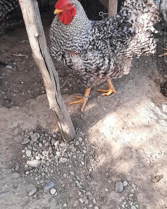 Gallo. puro  AMROCK 