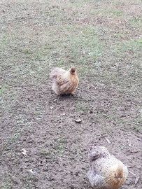 5 galline ovaiole moroseta/padovane