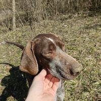Bracco-pointer tartufo