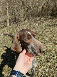 Bracco-pointer tartufo