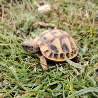 Tartarughe di terra