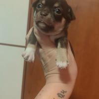 Prenotabili Femminucce Chihuahua