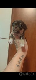 Prenotabili Femminucce Chihuahua