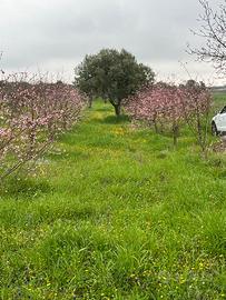 Terreni agricoli per 8 ettari