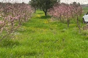 Terreni agricoli per 8 ettari