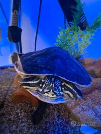 Tartaruga più Acquario